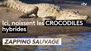 Documentaire Ici naissent les crocodiles hybrides