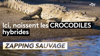 Ici naissent les crocodiles hybrides