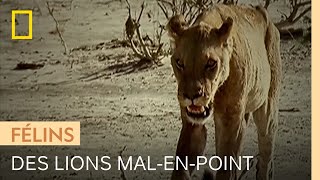 Documentaire La chaleur est aussi une épreuve pour les lions