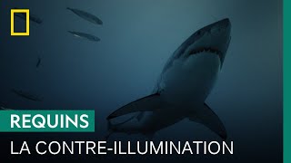 Documentaire La contre-illumination, technique de camouflage du grand requin blanc