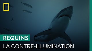 La contre-illumination, technique de camouflage du grand requin blanc