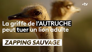 La griffe de l'autruche peut tuer un lion adulte