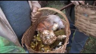 Documentaire La guerre des champignons