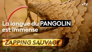 Documentaire La langue du pangolin est immense