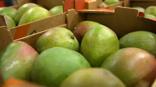 Documentaire La mangue, les secrets du fruit exotique le plus consommé au monde