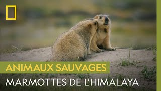 La marmotte de l'Himalaya hiberne la moitié de l'année
