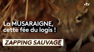 La musaraigne est une véritable fée du logis