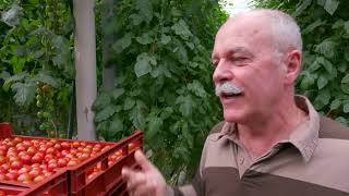 Documentaire La tomate cerise, une mine d’or pour ce maraîcher