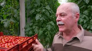 La tomate cerise, une mine d’or pour ce maraîcher