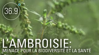 Documentaire L’ambroisie: une plante envahissante hautement allergène