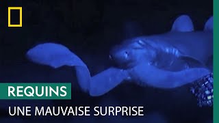 Documentaire L’arme secrète de la myxine pour échapper aux requins
