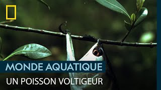 Documentaire L’arowana argenté, poisson acrobate