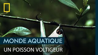 L'arowana argenté, poisson acrobate