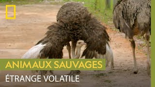 L'autruche, un oiseau étrange mais gracieux