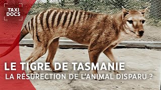 Documentaire Le Tigre de Tasmanie : une résurrection fantasmée par les scientifiques