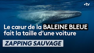 Le cœur de la baleine bleue fait la taille... d'une voiture