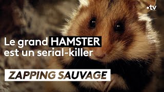 Documentaire Le grand hamster est un serial killer