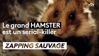 Le grand hamster est un serial killer
