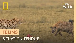 Documentaire Le guépard, chasseur hors pair qui se fait pourtant voler ses proies