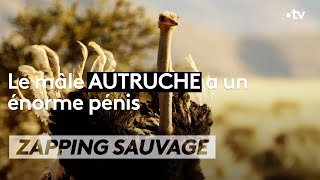 Le mâle autruche a un énorme pénis