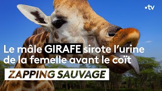 Le mâle girafe sirote l'urine de la femelle avant le coït