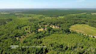 Le pin, roi des Landes