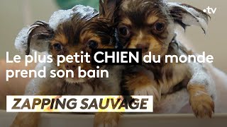 Le plus petit chien du monde prend son bain