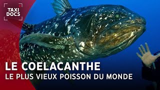 Le plus vieux poisson du monde : le Coelacanthe, dinosaure des mers