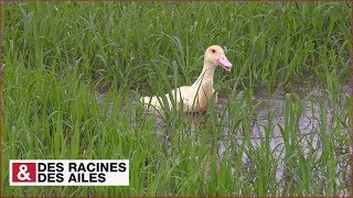 Documentaire Le riz de Camargue (cultivé par des canards)