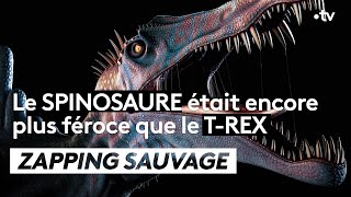Documentaire Le spinosaure était encore plus féroce que le T-Rex