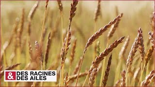 Le (vrai) pain, en Occitanie