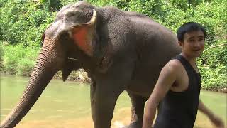 Documentaire L’éléphant, un livreur au top