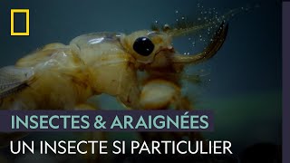 Documentaire L’éphémère, un « alien » parmi les insectes