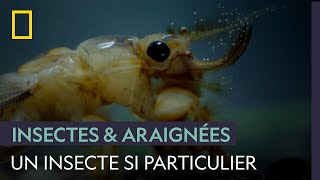 L'éphémère, un "alien" parmi les insectes