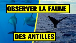Les Antilles - Le plus bel endroit du monde ?