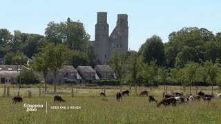Les chèvres de Jumièges
