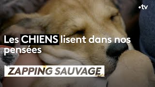 Les chiens lisent dans nos pensées