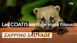 Les coatis sont de vrais filous
