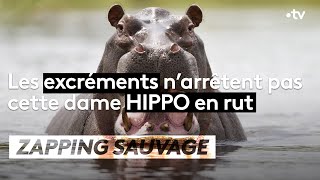 Documentaire Les excréments n’arrêtent pas cette hippo en rut