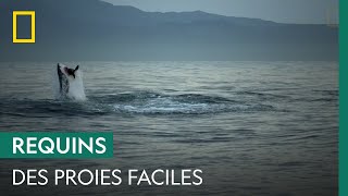 Documentaire Les jeunes otaries, proies faciles du grand requin blanc