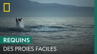 Les jeunes otaries, proies faciles du grand requin blanc