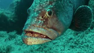 Les merveilles de la réserve naturelle de Scandola en Corse