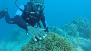 Documentaire Les richesses de Mayotte encore méconnues