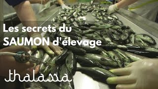 Documentaire Les secrets du saumon d’élevage