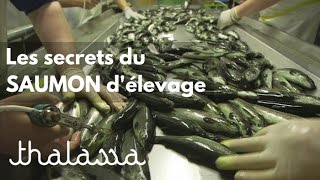 Les secrets du saumon d'élevage