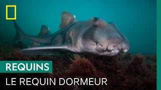 L'étonnant requin dormeur de Port-Jackson