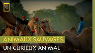 L'étrange cohérence du dromadaire