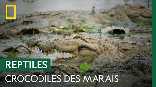 Documentaire L’île du Sri Lanka : terre des crocodiles des marais