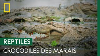 L'île du Sri Lanka : terre des crocodiles des marais