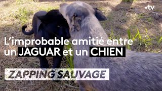 L'improbable amitié entre un jaguar et un chien